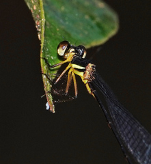 Drepanosticta actaeon