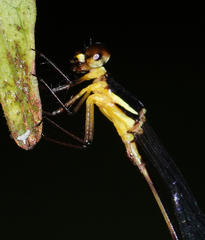 Drepanosticta actaeon