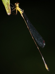 Drepanosticta actaeon