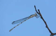 Austrolestes leda