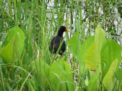 Jacana jacana