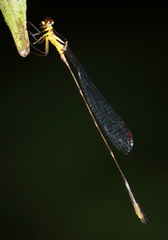 Drepanosticta actaeon