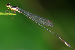 Drepanosticta actaeon