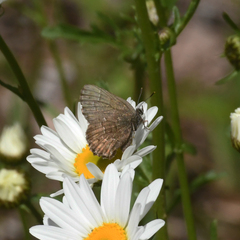 Callophrys niphon