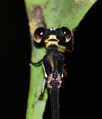 Drepanosticta actaeon