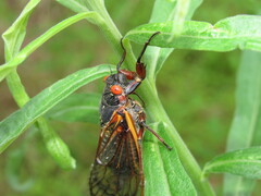 Magicicada septendecim