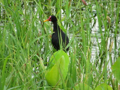 Jacana jacana