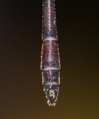 Drepanosticta actaeon