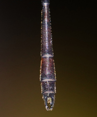 Drepanosticta actaeon