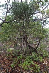 Dacrydium araucarioides