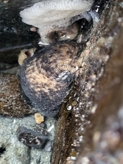 Aeolidia