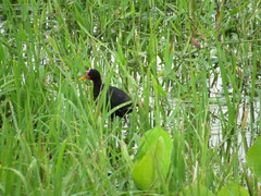 Jacana jacana
