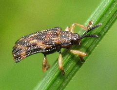 Sumitrosis inaequalis