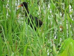 Jacana jacana