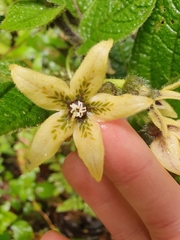 Witheringia maculata