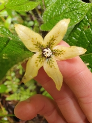 Witheringia maculata