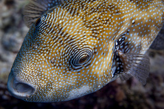 Arothron caeruleopunctatus