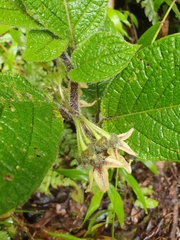 Witheringia maculata