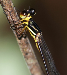 Drepanosticta actaeon