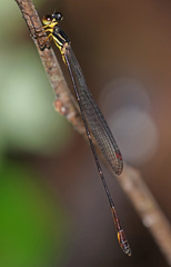 Drepanosticta actaeon