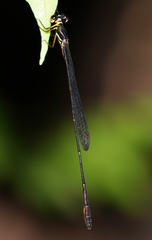 Drepanosticta actaeon