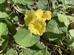 Camonea umbellata