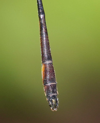 Drepanosticta actaeon