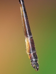 Drepanosticta actaeon