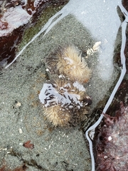 Aeolidia