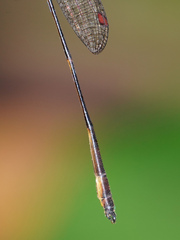 Drepanosticta actaeon