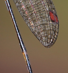 Drepanosticta actaeon