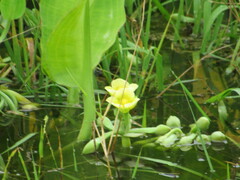 Limnocharis flava