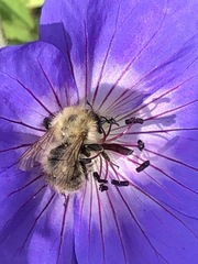 Bombus pascuorum