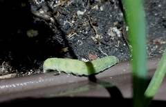 Callophrys