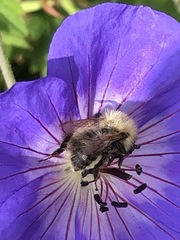 Bombus pascuorum