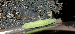 Callophrys