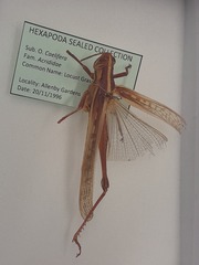 Austracris guttulosa