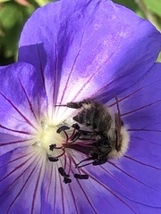 Bombus pascuorum