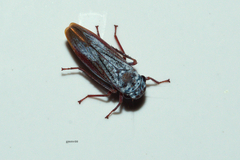 Tretogonia