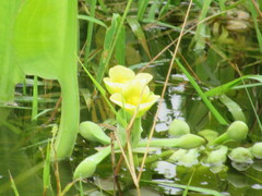Limnocharis flava