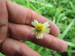 Tridax procumbens