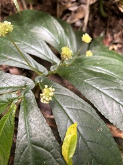 Elatostema reticulatum
