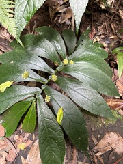 Elatostema reticulatum