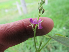 Desmodium