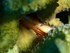 Tetralia