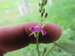 Desmodium