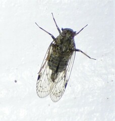 Melanoliarus acicus
