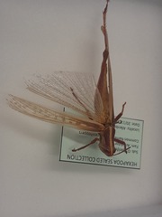 Austracris guttulosa
