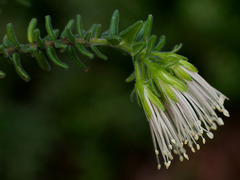 Leionema carruthersii