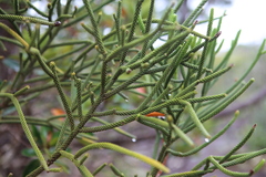 Dacrydium araucarioides